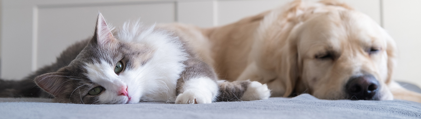 Cat and dog on a blanket.